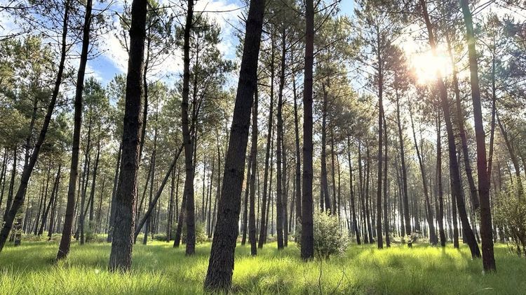 DÉCRYPTAGE – La lutte contre le nématode du pin remise en cause